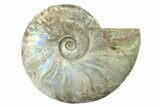 Silver Iridescent Ammonite (Cleoniceras) Fossil - Madagascar #327737-1